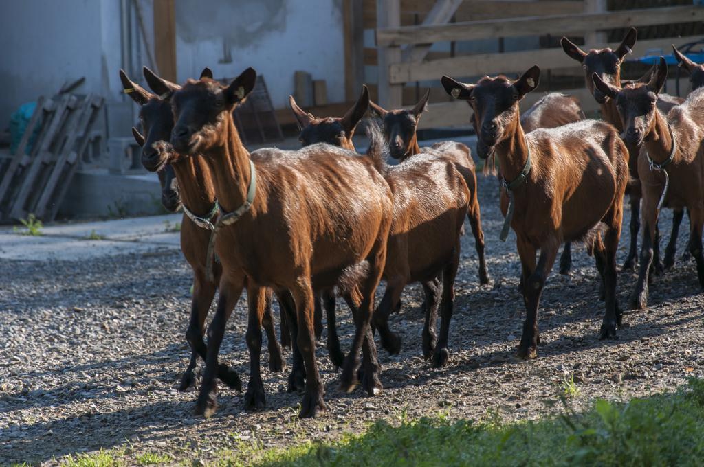 Agroturistika Kozi Farma Rožnov pod Radhoštěm Dış mekan fotoğraf