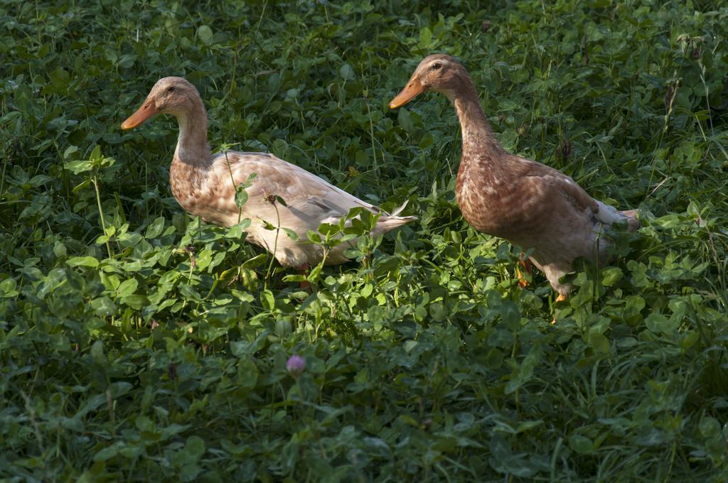 Agroturistika Kozi Farma Rožnov pod Radhoštěm Dış mekan fotoğraf